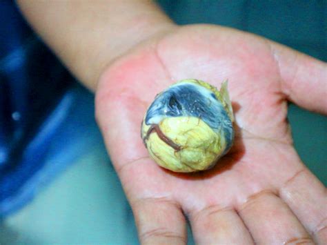 benefits of balut for pregnant|A Guide to Eating Your First Balut Egg .